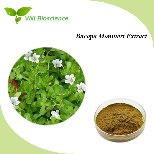 Kosher Halal Сертифицированный Bacopa Monnieri Herbal Extract