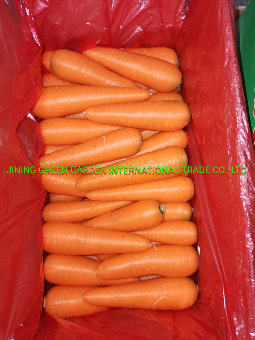 2020 نيو Crop Fresh Carrot الخضار الحلوة S: 80-150 غ، M: 150-200 غ، L: 200-250 غ، 2L: 250-320 غ، 3L: 300 غ&amp;up التغليف: 8 كجم/5 كجم/9 كجم/10 كجم/20 كجم ككرتون