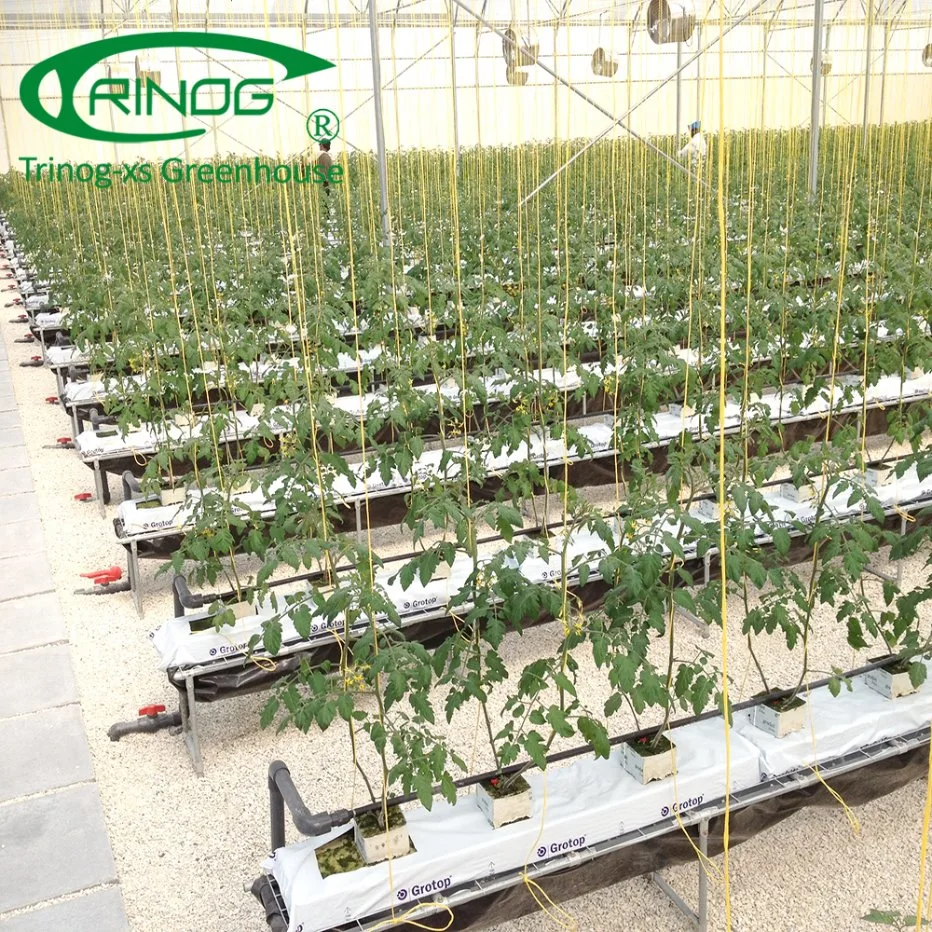 Large farm used  pepper hydroponics system for vegetable farm