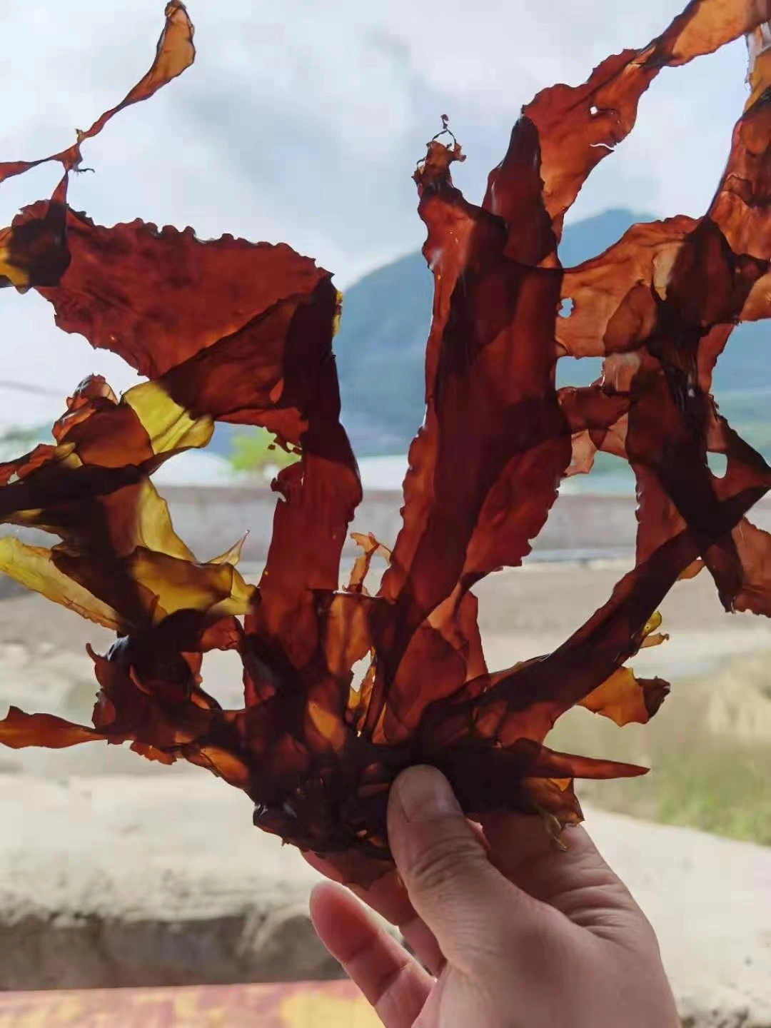 Горячая продажа здоровые блюда из морепродуктов сушеные Dulse хлопья Kelp для производства продуктов питания