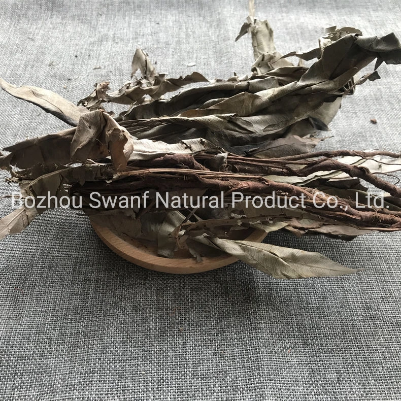 Malaysian Wild Dried Whole Herb Kacip Fatimah Plants for Sale