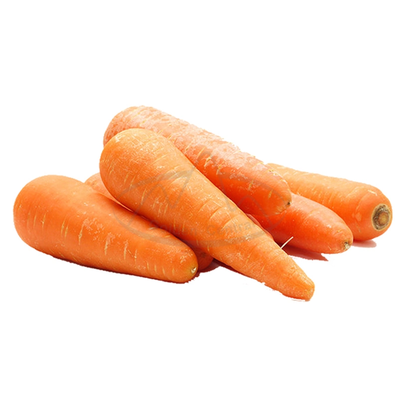 China Organic Fresh Carrots for Exporting to Europe Market