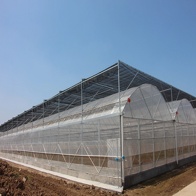 Multi Span Film Tunnel Greenhouse for Vegatable/Flower/Fruit