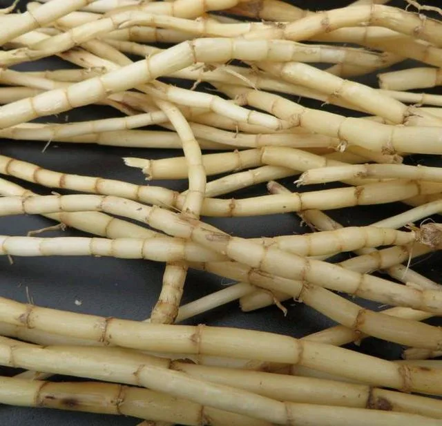 Natural Herb Imperata Cylindrica High Quality Rhizoma Imperatae