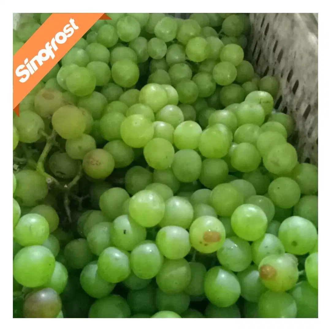 Uva congelada, Las Uvas peladas congeladas, las uvas IQF totalidades, pulpa de uva IQF, pelada, Seedless, congelados frutas, fruta IQF