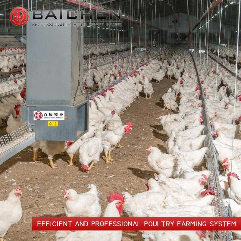 Poultry Automatic Chain Feeding System for Breeder for Laying Hens