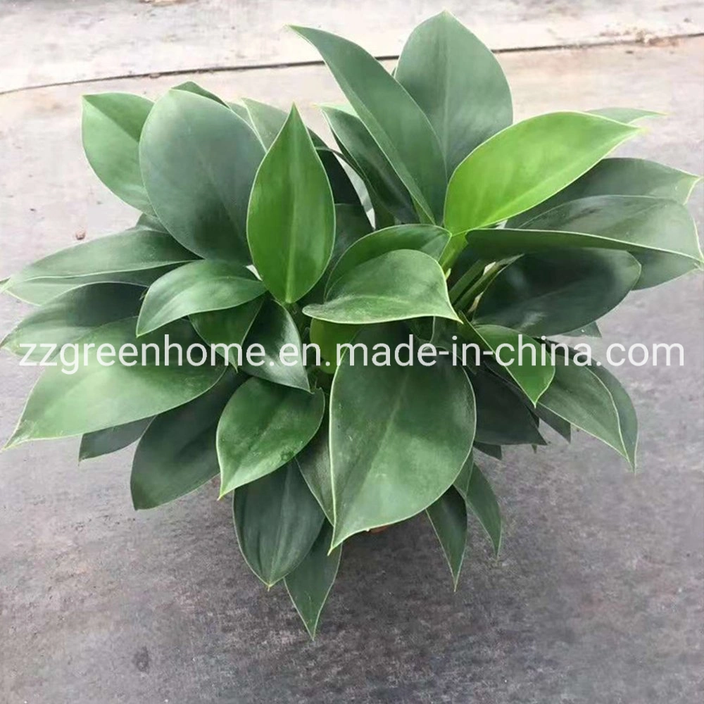 Philodendron Green Princess Natural Live Plants