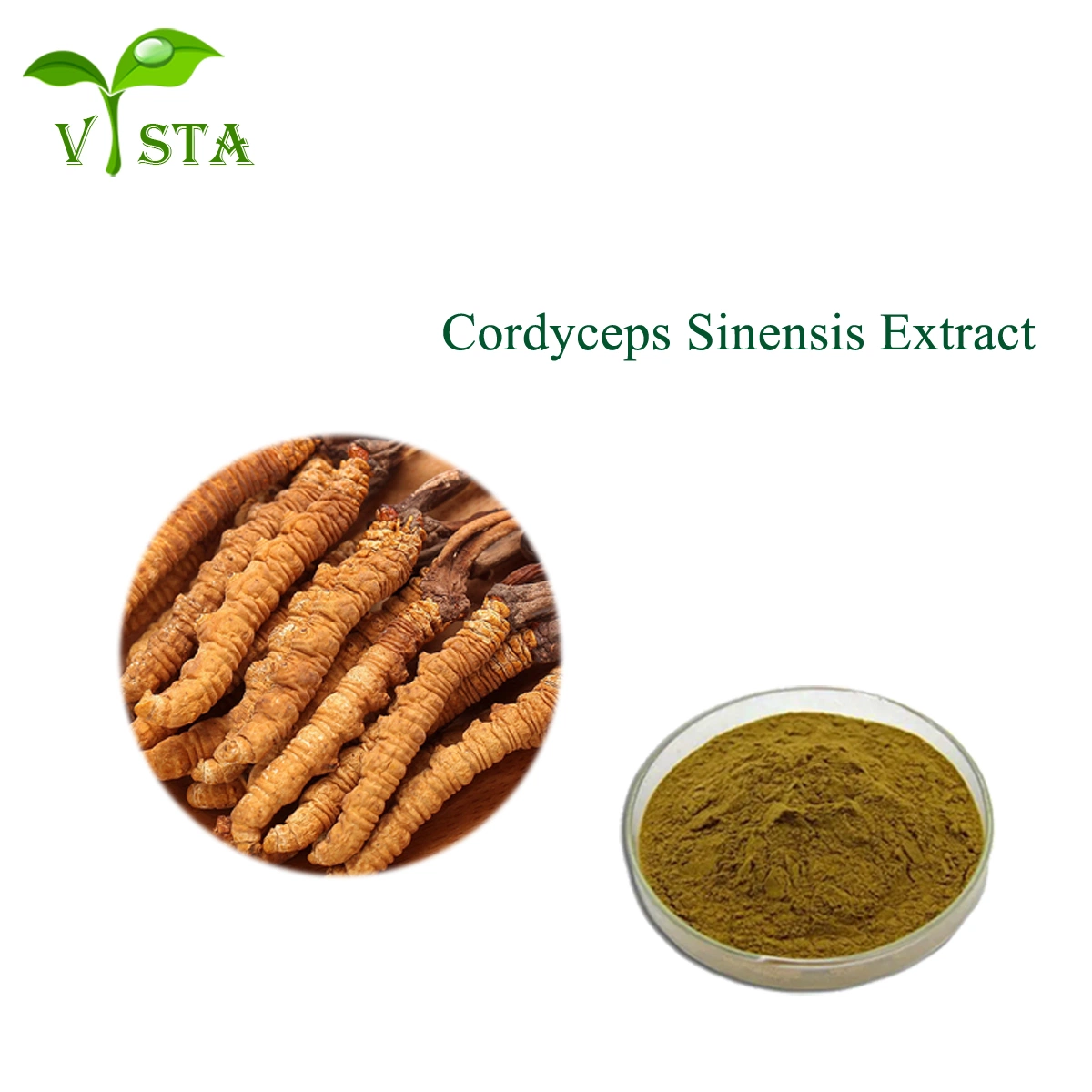 Natürliche Pilzesaitelin Sinensis Militaris Extrakt Cordyceps Extrakt 30% Polysaccharide Cordyceps Extrakt