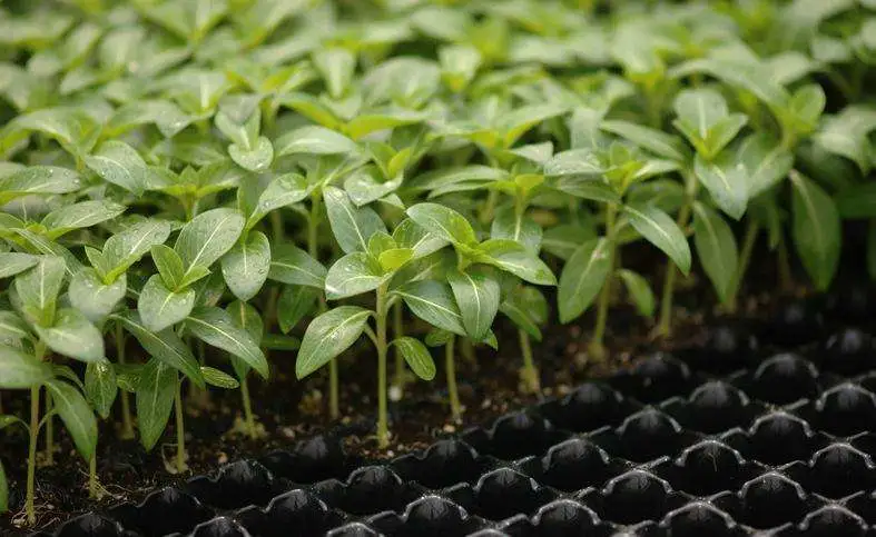 21 agujeros a 322 agujeros cultivo sin soja planta ecológica germinación de semillas de verduras Bandeja para cultivo sin soja y sistemas hidropónicos y invernadero.