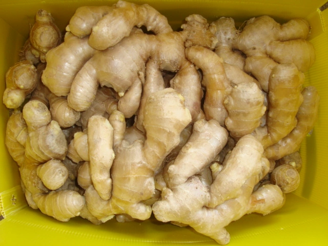 Chinese Mature Importer of Fresh Vegetables Air Dried Ginger for EU Market