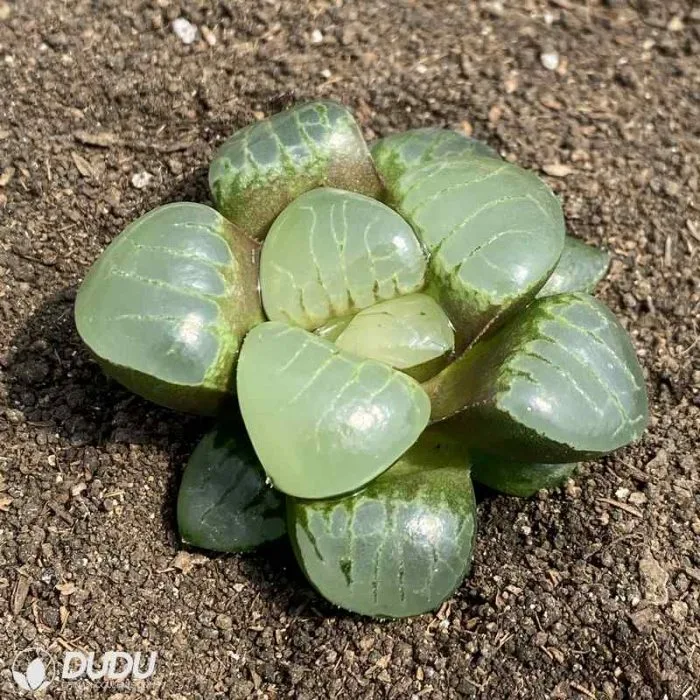 Dudu China Nursery Ice Queen Haworthia Natural Live Succulent