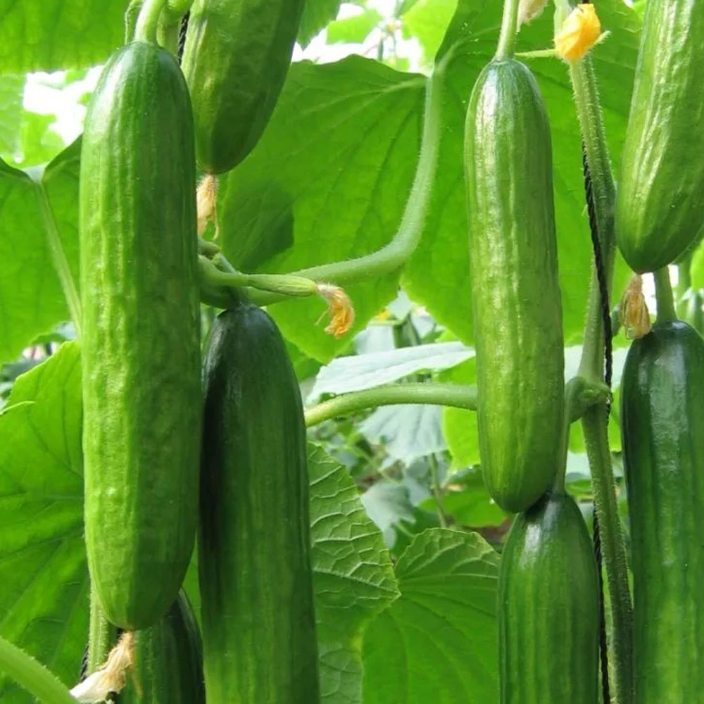 Kommerzielles Glas Sonnenlichtshaus für Salat/Erdbeere/Kirsche/Aubergine/Chili mit Hydrokultur/Bewässerungssystem Lüfter