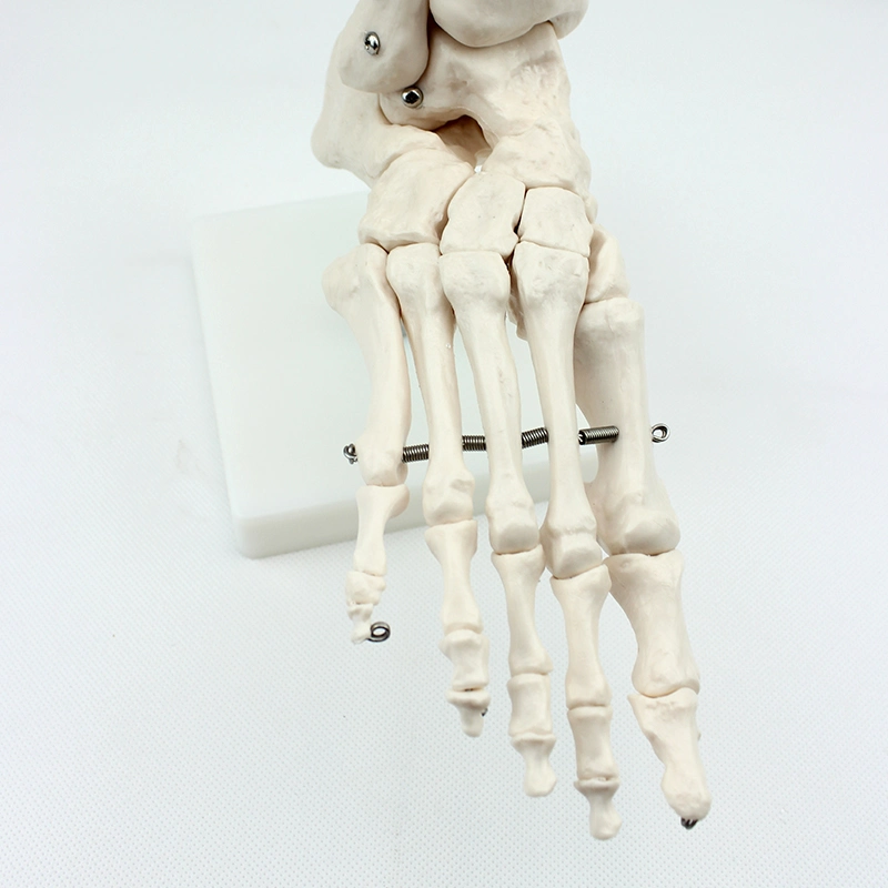 Medical Teaching Models Bone Color Human Adult Skeleton Model of Foot Bone