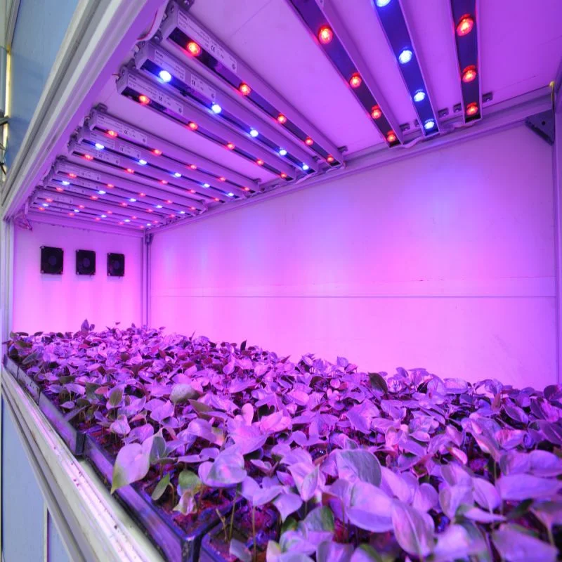 Faltbare 1000W 800W Samsung Lm301h Lm301b Gewächshaus 720W Günstige Lichter Indoor LED-Beleuchtung wächst für medizinische Pflanzen wächst