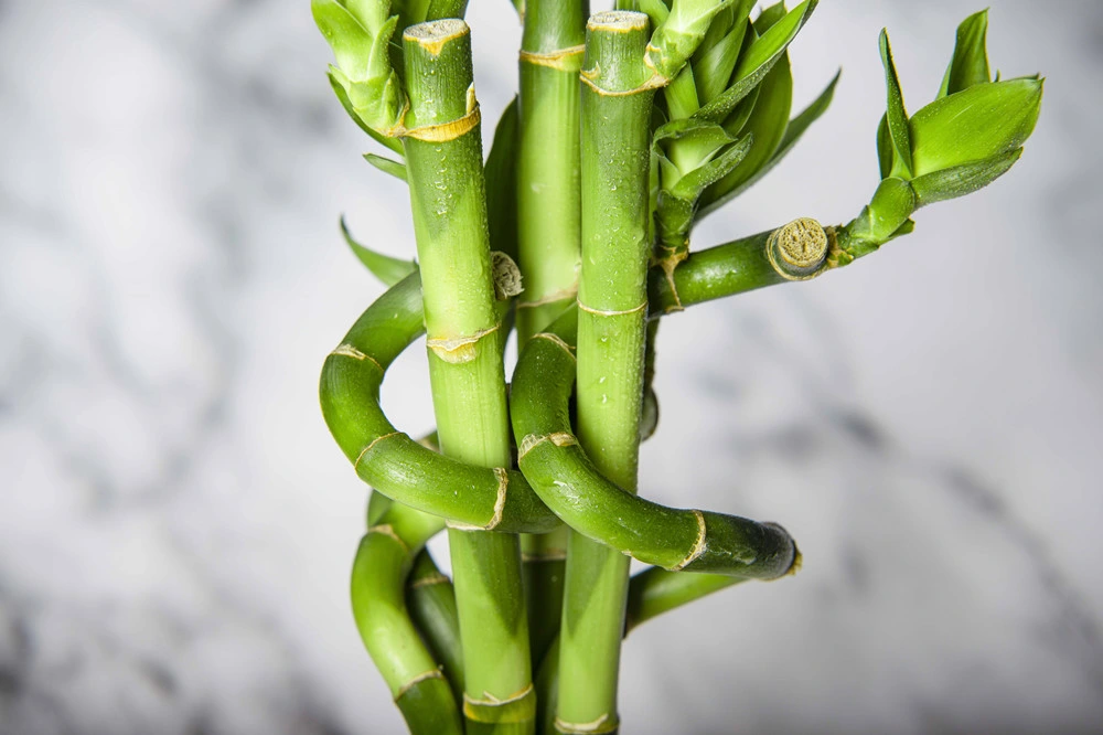 Lucky Bamboo Dragon Umarmung Lucky Bamboo Geflochtene Trellis Live Pflanze Dekoration Für Zuhause