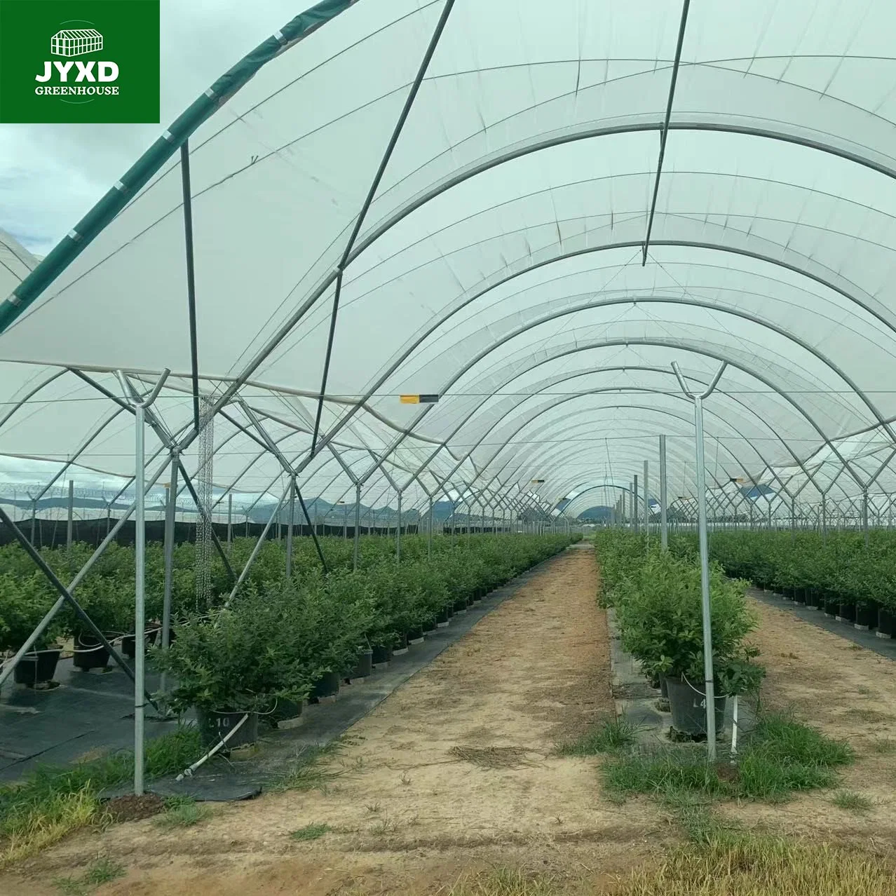 Green Houses Agriculture Commercial Blueberry Greenhouse