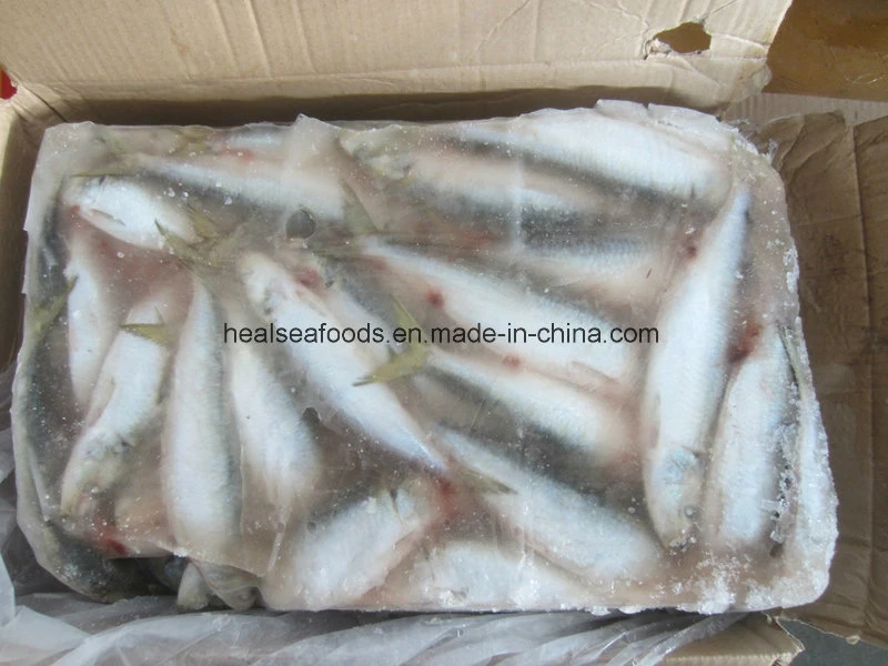 Big Sardine Fish (about 60pieces per carton)