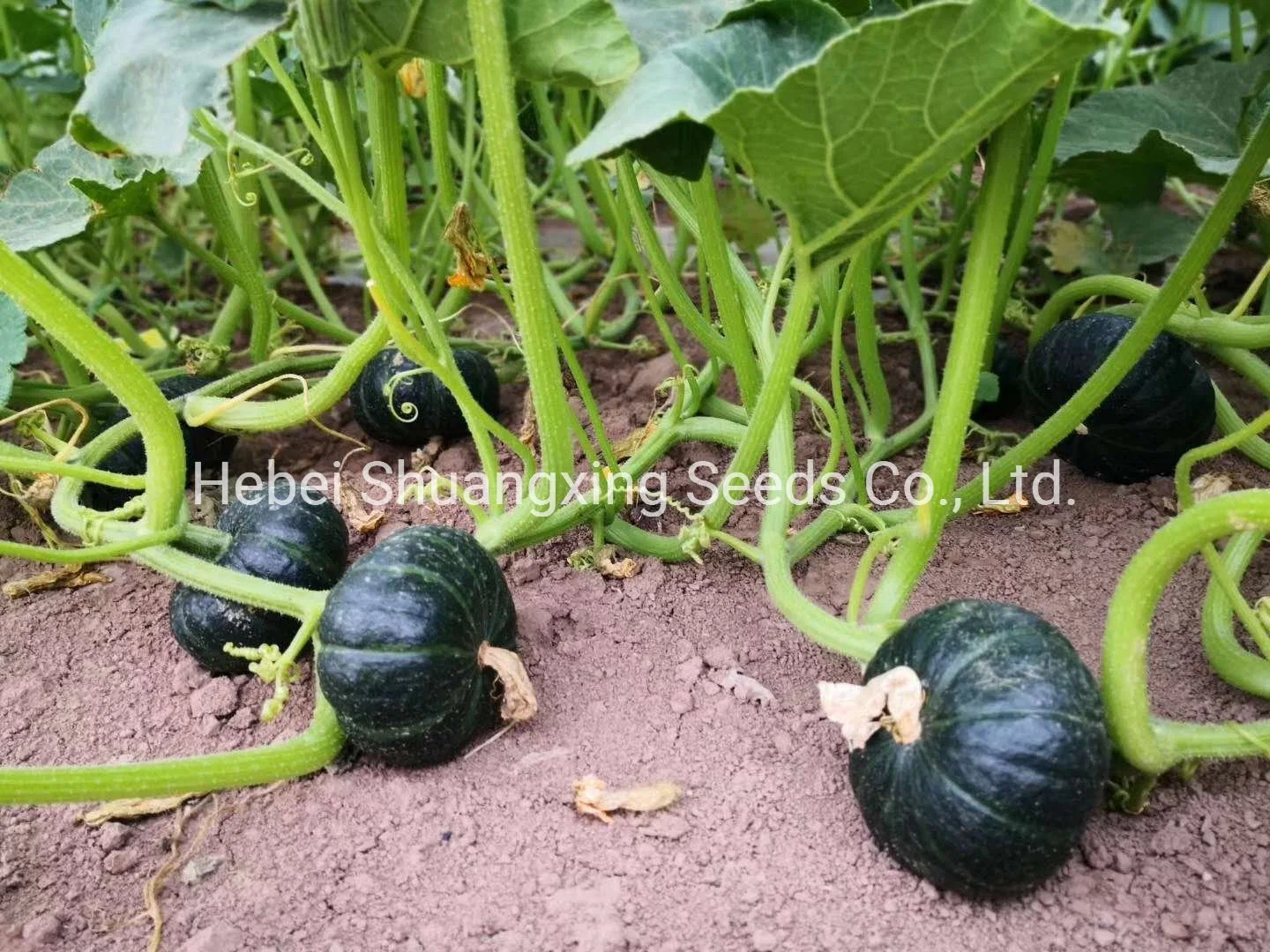 Early Maturity Green Hybrid Pumpkin Seeds Mini Pumpkin