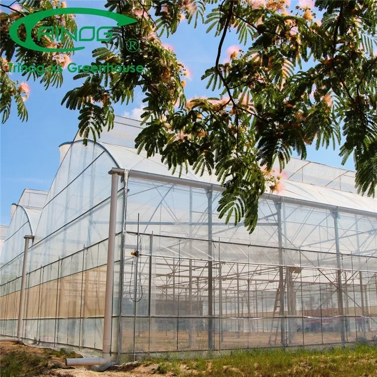 China Good Quality Large Space High Tech Film Greenhouse For Vegetable