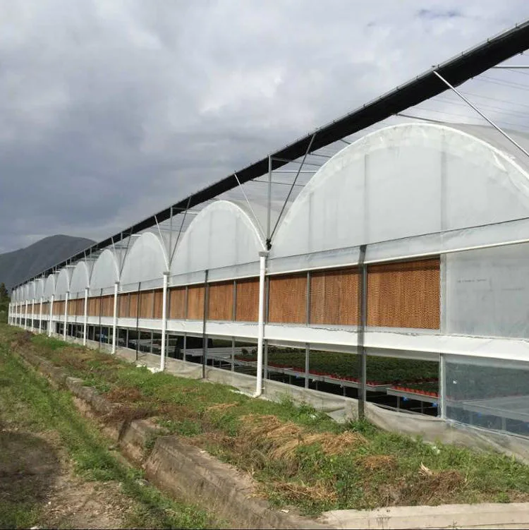 Multispan Plastic Film Covered Commercial Greenhouse with Tomato Hydroponics