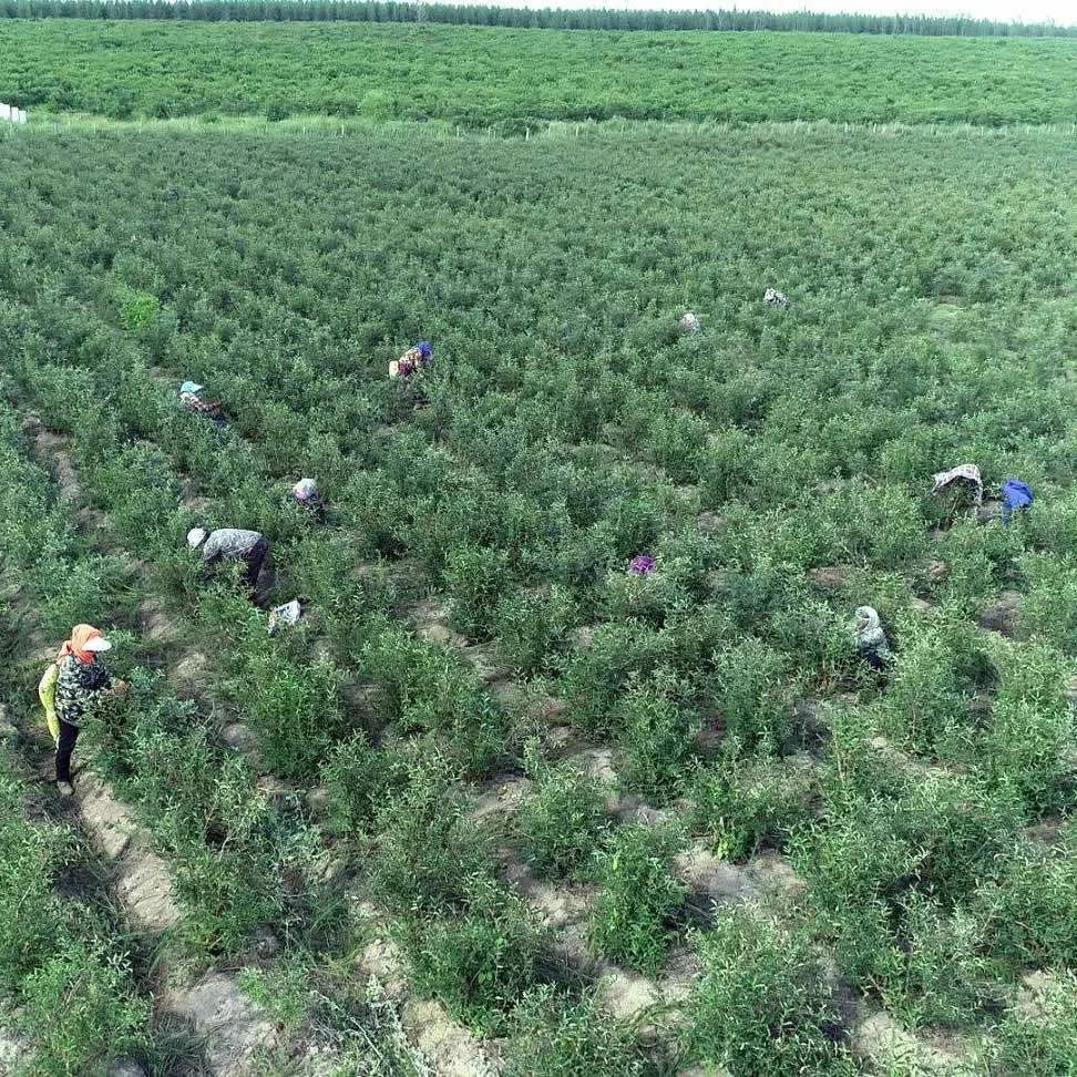 Honeyberry Trees Lonicera Caerulea Trees Live Fruit Tree Seedlings