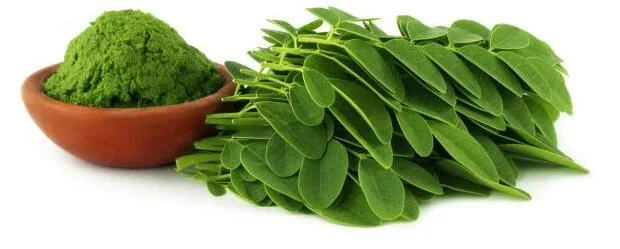 Qualidade superior preço melhor Organic Moringa oleifera deixa/extrato de folhas em pó na Índia