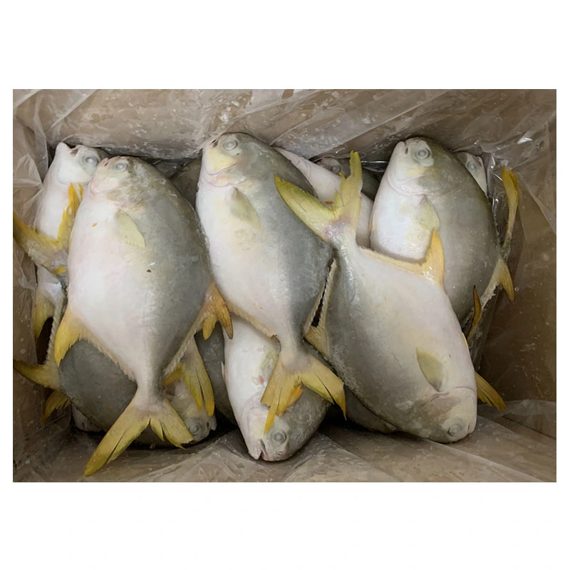 Wholesale/Supplier IQF Fish Whole Round Frozen Golden Pomfret