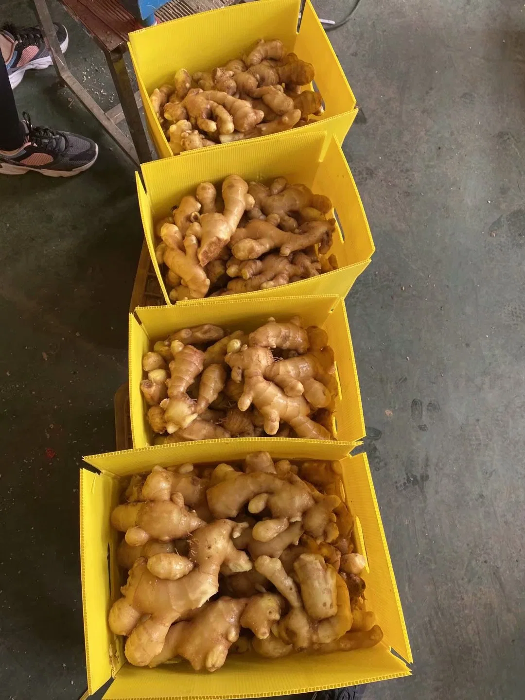 Chinese Fresh Spicy Air Dry Ginger for European Market