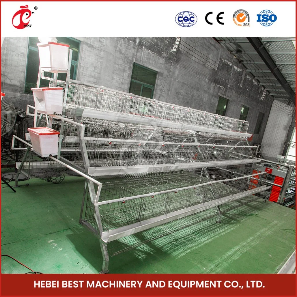 Bestchickencage a Type Layer Cage China Gamefowl Layer Cages Factory Wholesale Chicken Broiler Layer Cage Configuration Electric Chicken Coop Door
