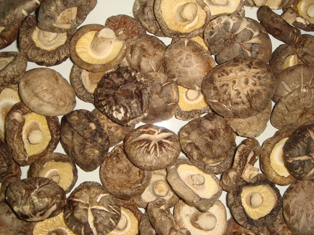 Comida saudável secos cogumelo Shiitake