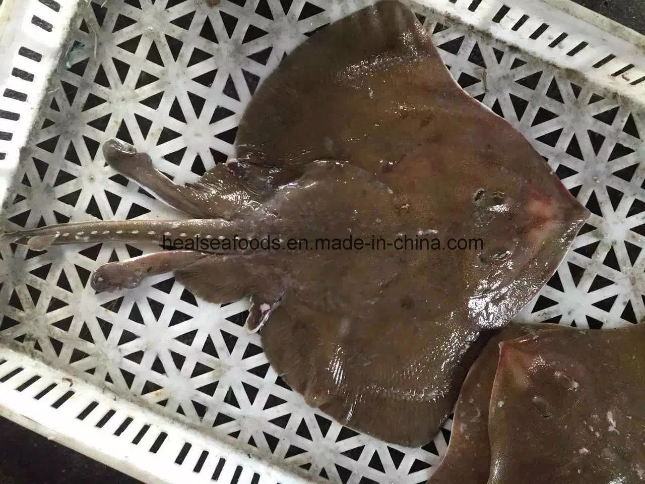 Frozen Sting Ray Fish From China