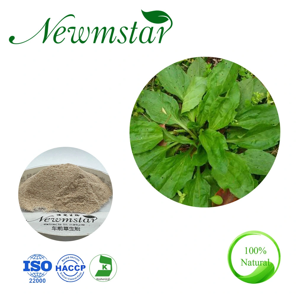 Plantago Asiatica L. / Plantago Ovata Plantain Extract 4: 1; 10: 1; 20: 1