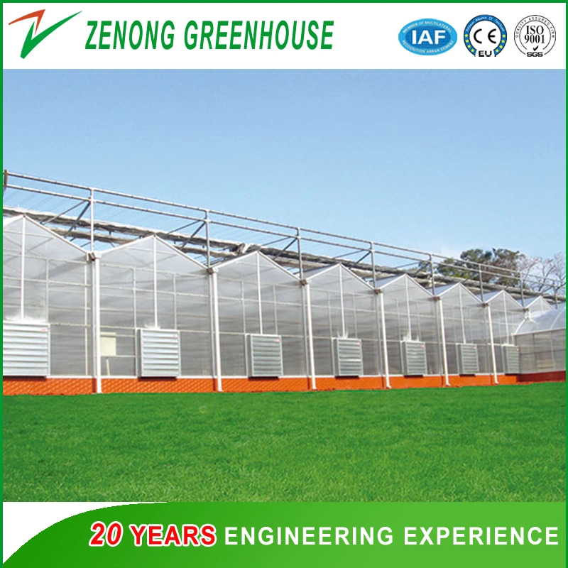 Customized High Quality Gutter Connected Polycarbonate Green House for Sale