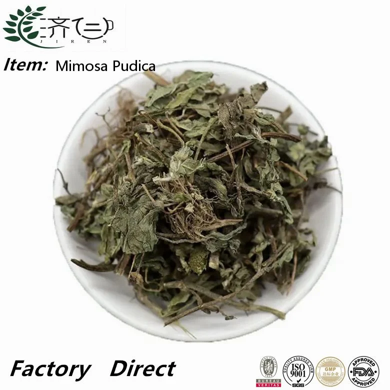 Chinese Herbal Medicine Food Grade Natural Mimosa Pudica