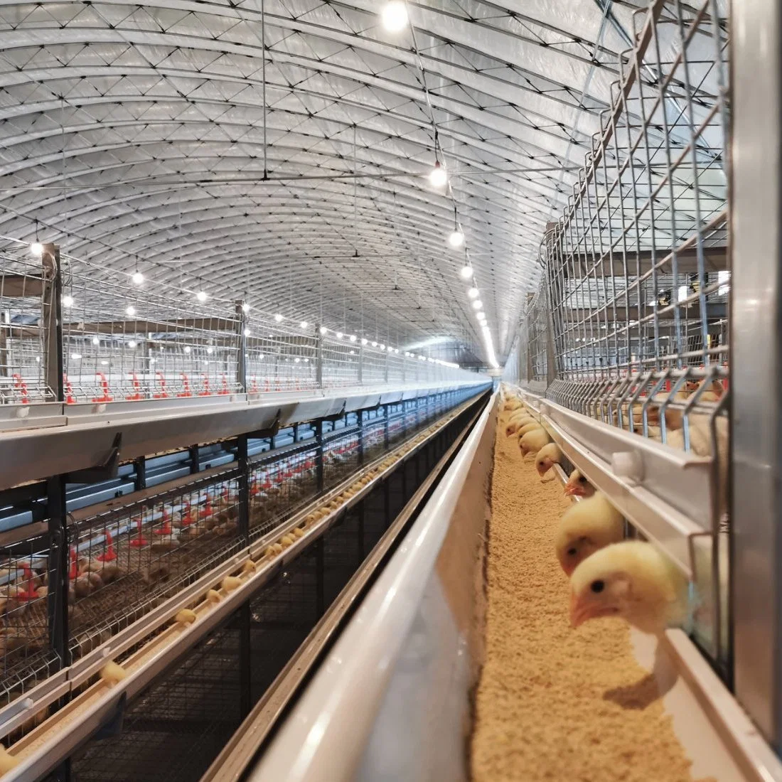 Système de cage de poulet de chair galvanisé à chaud