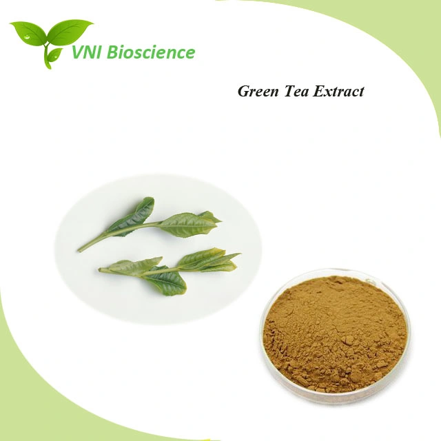 Kosher Halal Certified 100% Natural Polyphenol Green Tea Extract