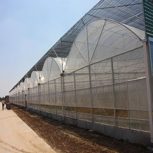 Hot Sale Film Plastic Greenhouse for Vegetable and Flowers Growing