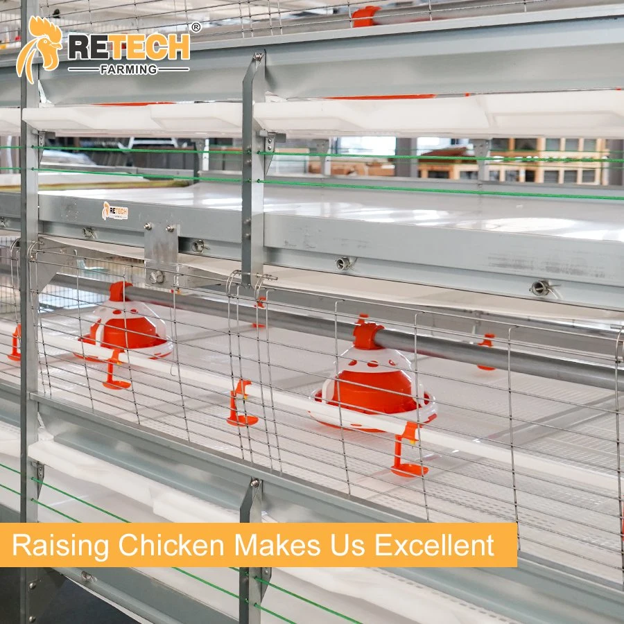 Broiler Chicken Layer Cage with Full Automatic Poultry Feeding System and Manure Cleaning System