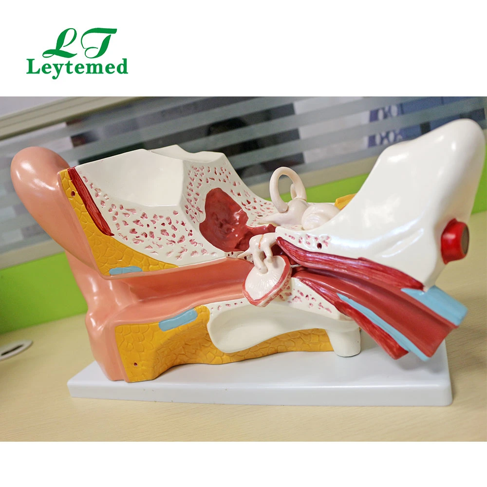 Ltm303c New Style PVC Giant Ear Model Use with Medical Tranning