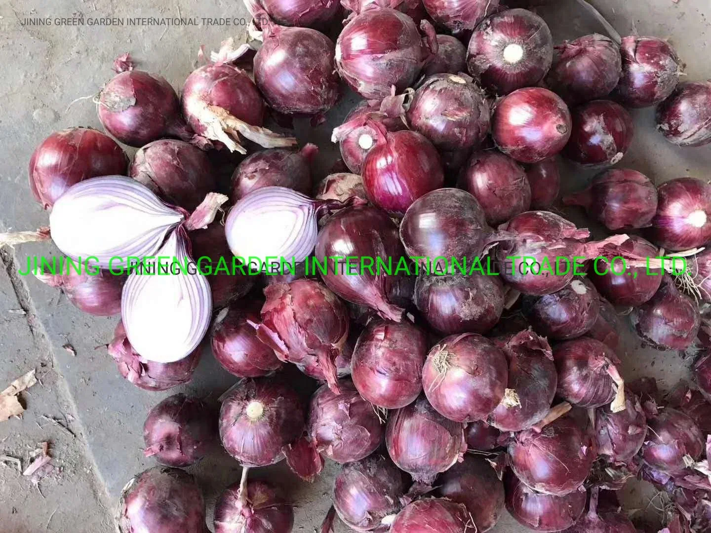 Fresh Red Onion China Origin Top Quality Good Price Free Sample Rich Nutrition