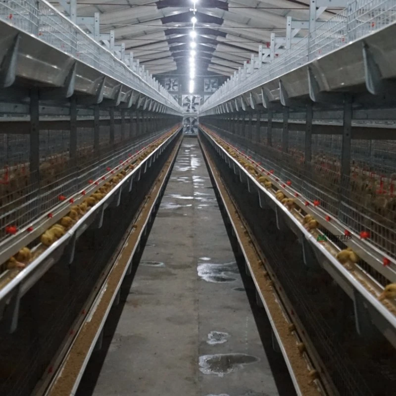 Aves de corral automáticas Equipo agrícola H-Tipo Chicken Galvanizado Pato y Ganso Jaula