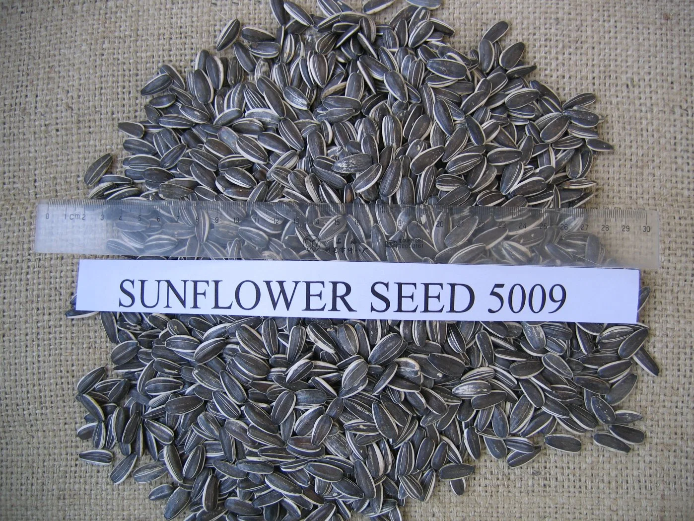 Hot Sale Sunflower Seeds From China