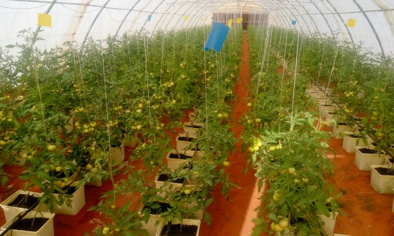 مربع تجاري للغازات الدفيئة جرافة البلاستيك الطعام الدرجة Hydroponic