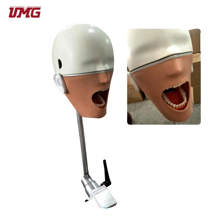 Dental Senior Manikin Without Torso Simulation Model