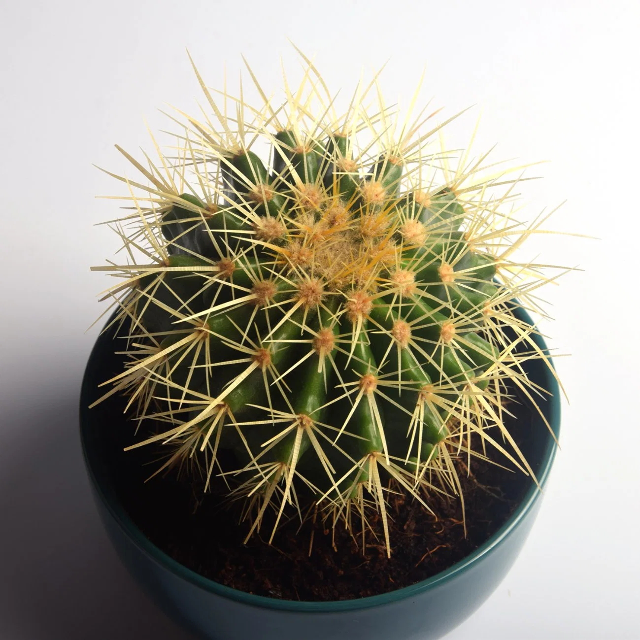 Different Size Golden Barrel Seeding Plant Cactus Indoor Garden Home Decoration Golden Ball