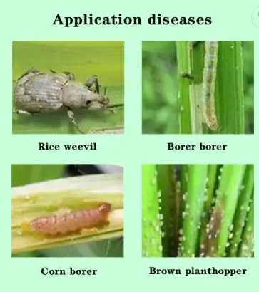 Ruigreat Factory Price for Malathion25% +Methomyle 5%Ec