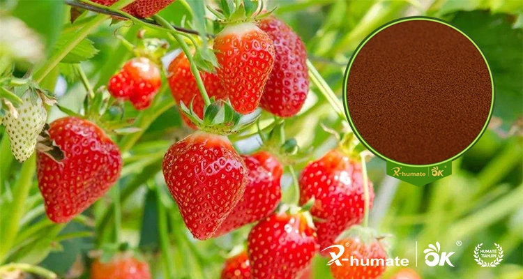 Fulvic Humic Acid High Concentration Orgnaic Fertilizer Agriculture Plant Growth Regulator