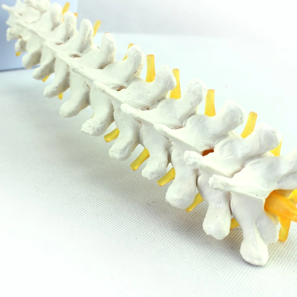 Good Quality of Medical Teaching Anatomical Model of Cervical Vertebra