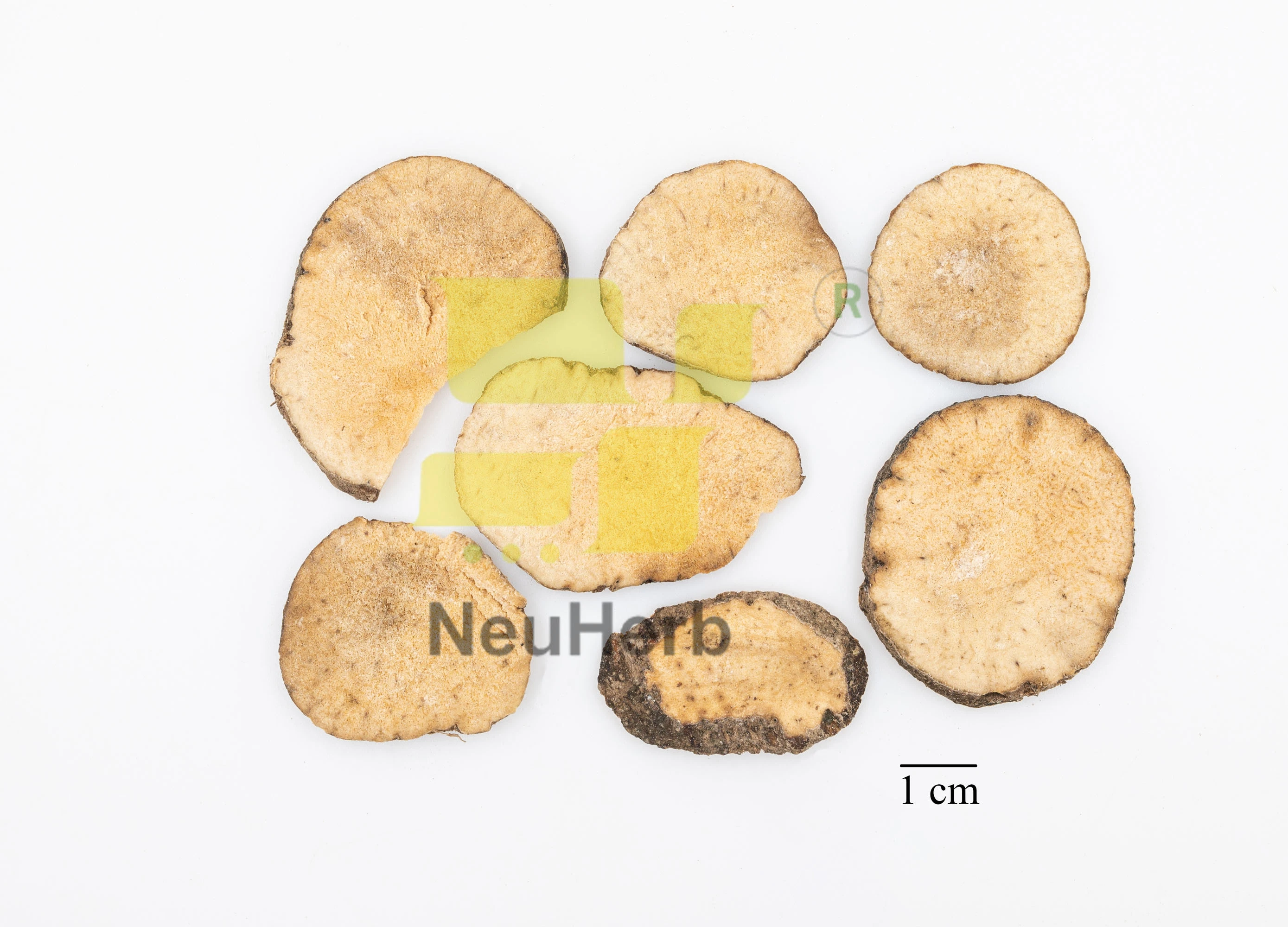 Tetrepanax Papyriferus (Stielpith) Extrakte Vorbereitet Traditionelle Chinesische Kräutermedizin Mastitis Gonorrhoe