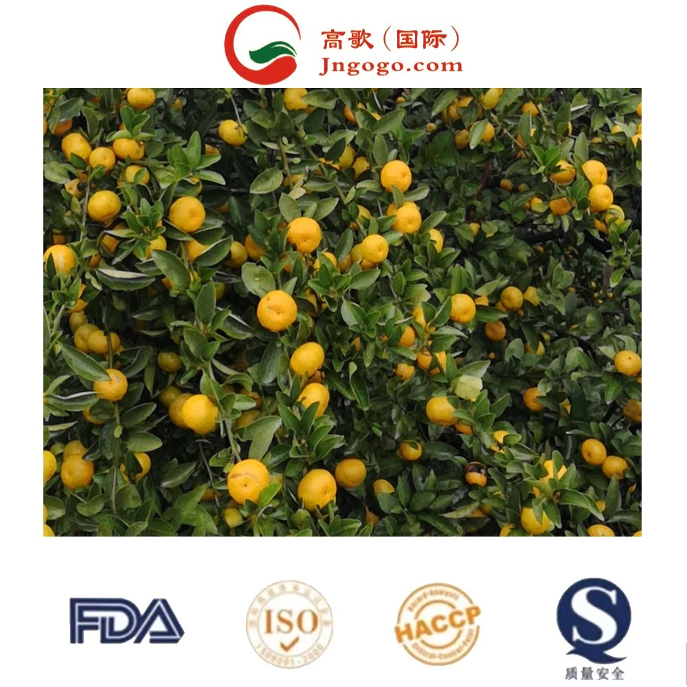 Fresh Low Price Natural Satsuma High quality/High cost performance  Sweet Tangerine